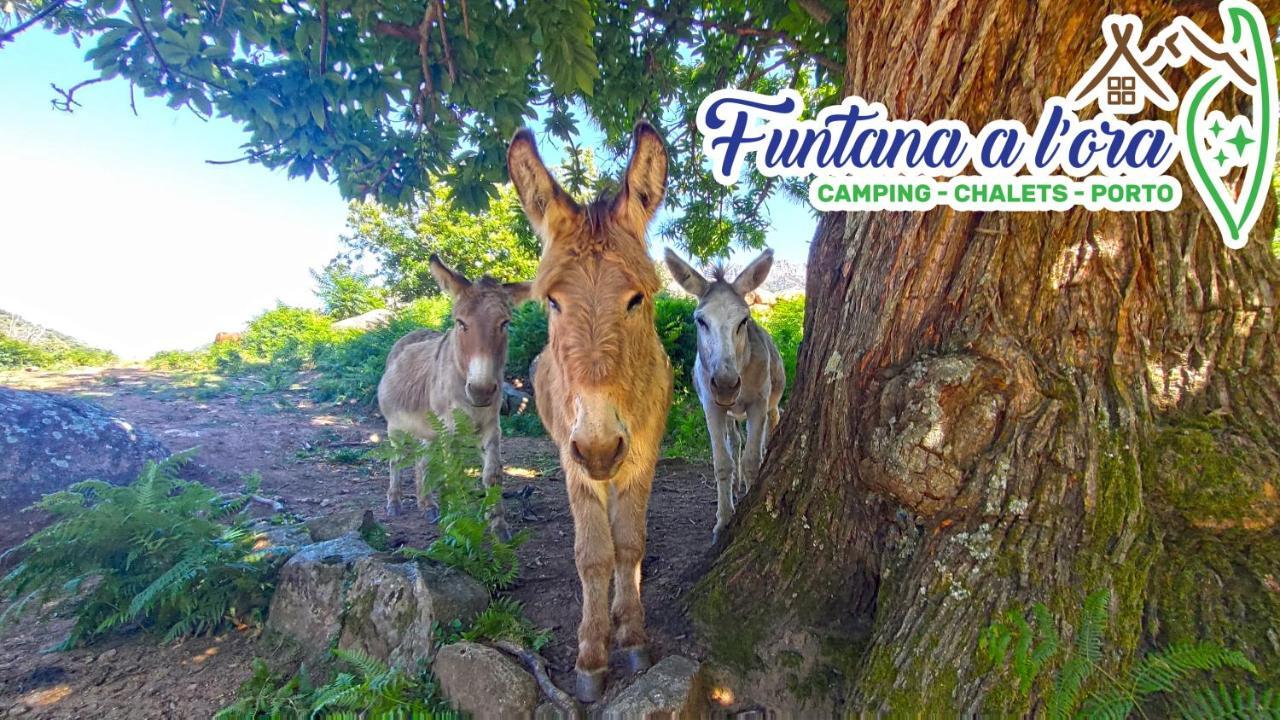 Funtana A L'Ora Hotel Porto  Bagian luar foto